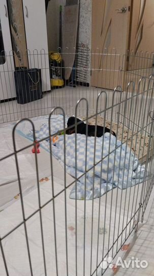 Вольер для щенков