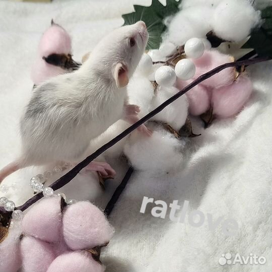 Крысята мальчики питомник