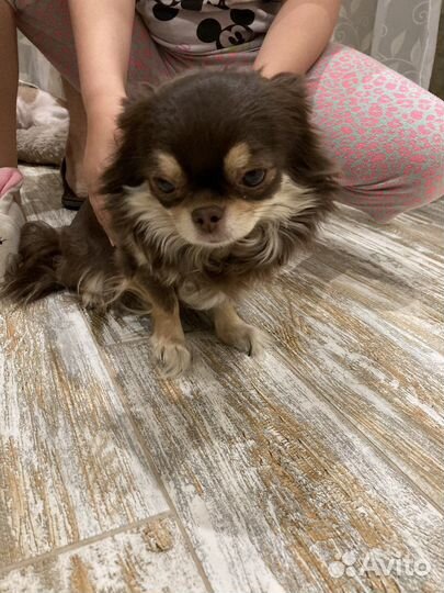 Собака чихуа хуа