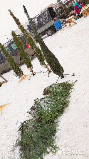 Живые елки