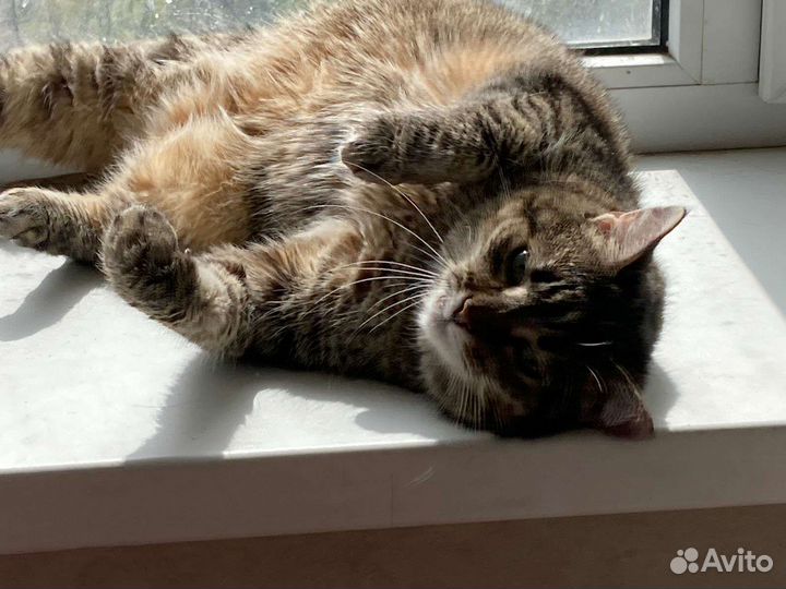 Ласковая кошка в добрые руки