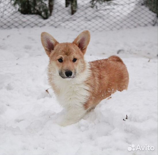 Вельш-корги пемброк