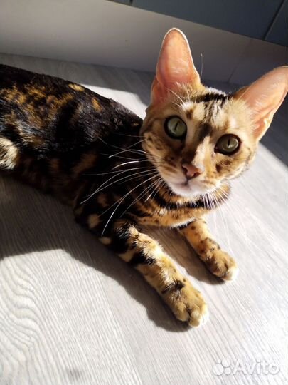 Бенгальская кошка