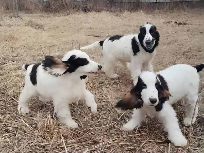 Английский кокер щенки