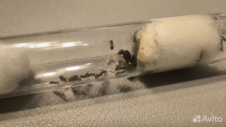 Муравьи lasius niger