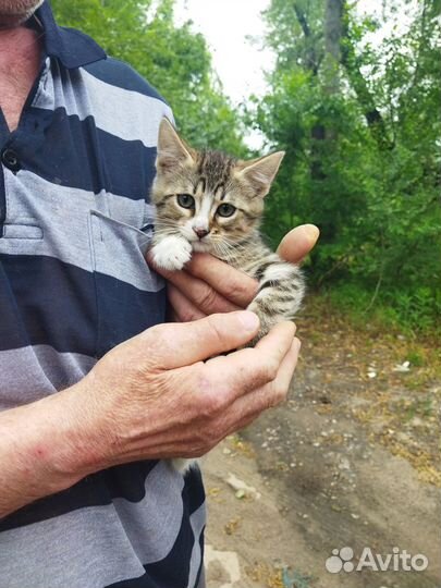 Котята в добрые руки бесплатно