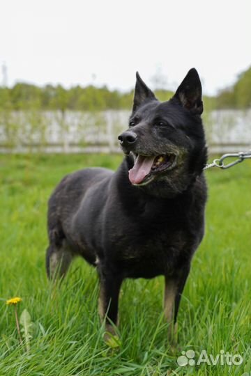 Дружелюбная Милана в добрые руки бесплатно