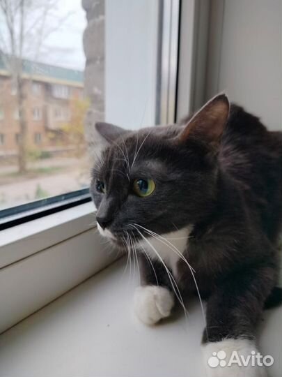 Кошка стерилизованая