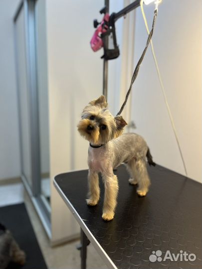 Стрижка собак, экспресс-линька, ЖК Самолет