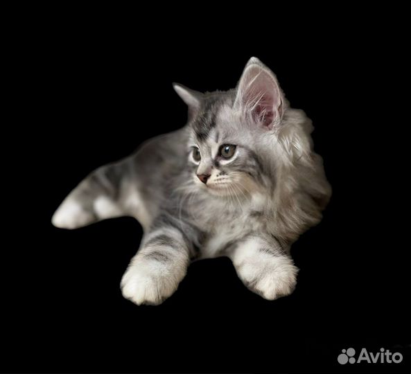 Курильский бобтейл VIP