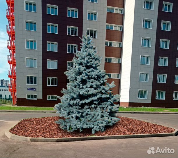 Голубые ели