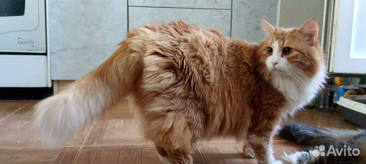 Кошечки и коты