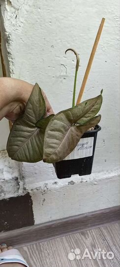 Сингониум Пинк флекед