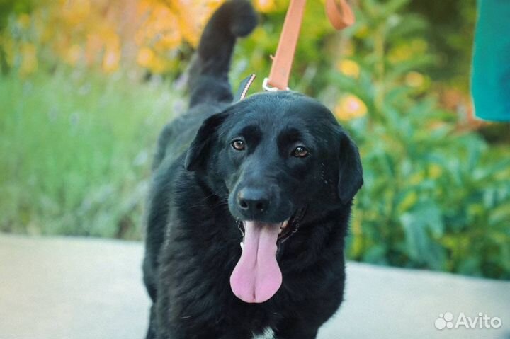 Собака в добрые руки