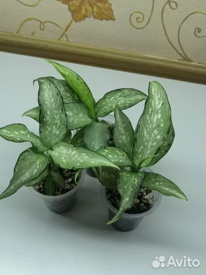 Диффенбахия удомсаб