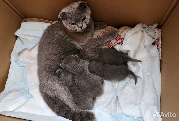 Шотландские котята