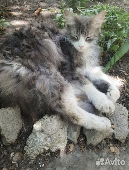 Кошка Василисса в добрые руки