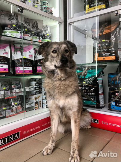 Собака в добрые руки