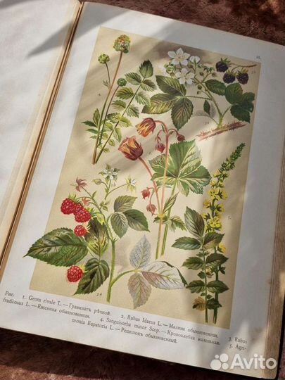 Монтеверде Ботанический Атлас Литографии