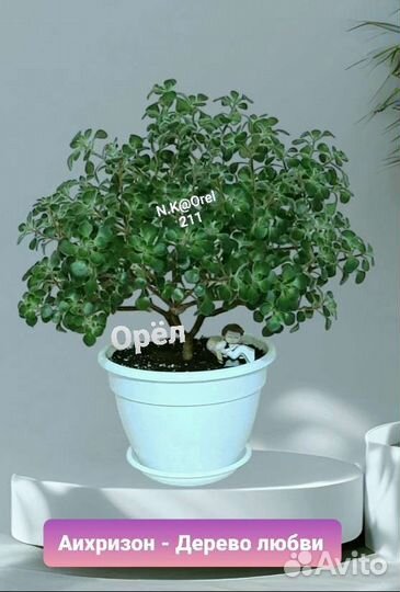 Аихризон дерево любви