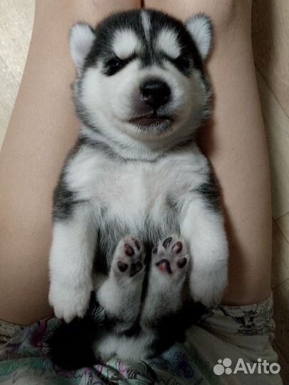 Сибирский хаски