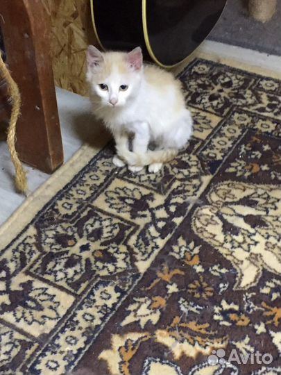 Кошки и коты в добрые руки