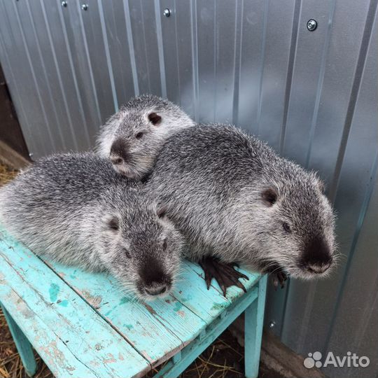 Животные нутрии