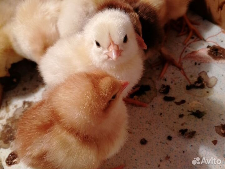 Цыплята от домашних кур несушек