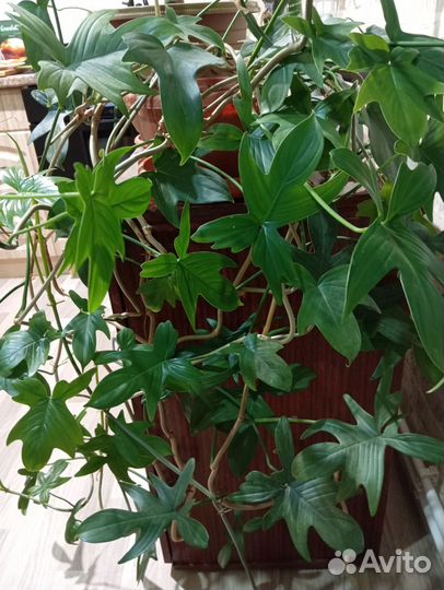 Филодендрон гитаровидный