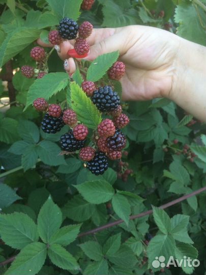 Саженцы Ежевика бесшипная Блэк сатин