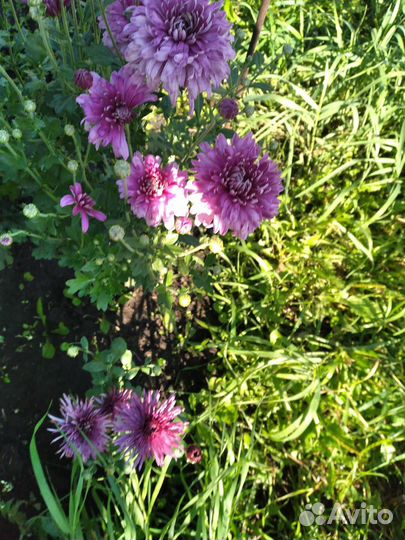 Хризантема кустовая