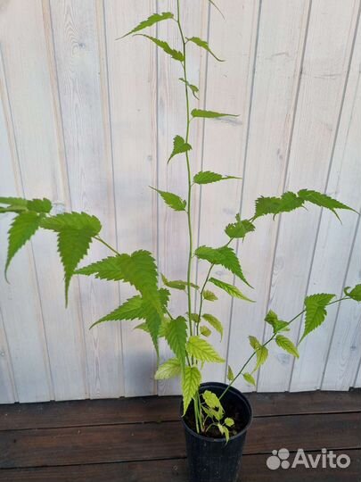 Керия японская махровая