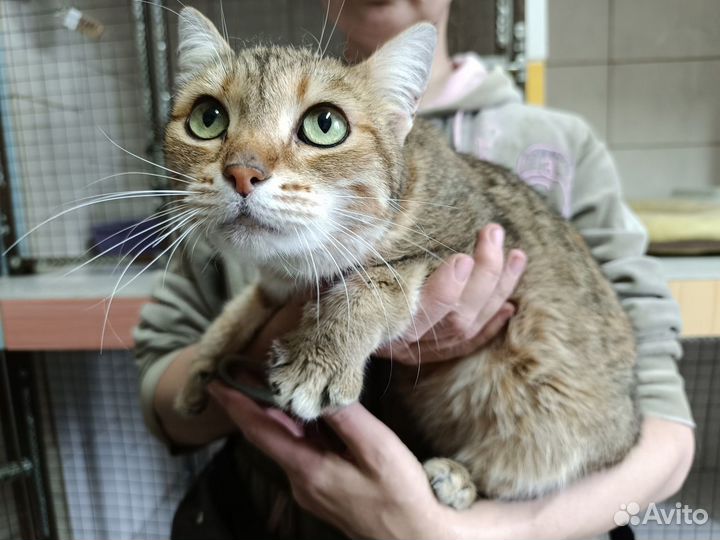 Кошечка Ребекка в добрые руки