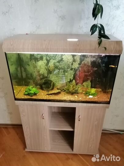 Аквариум