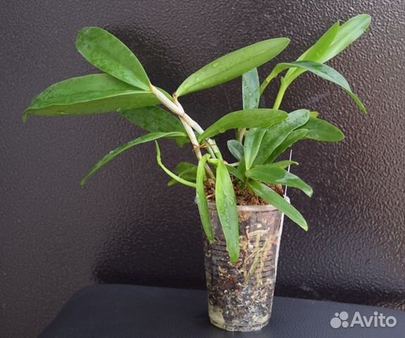 Орхидея каттлея сортовая