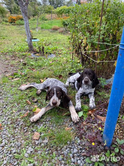 Щенки курцхаара