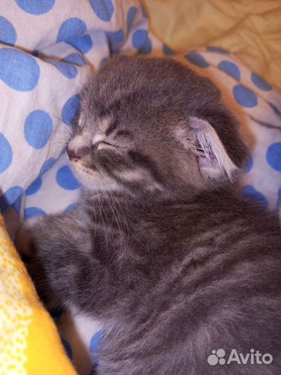 Шотландская