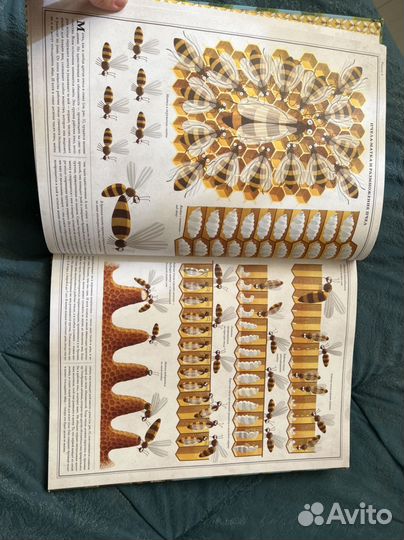 Петр Соха.Пчёлы