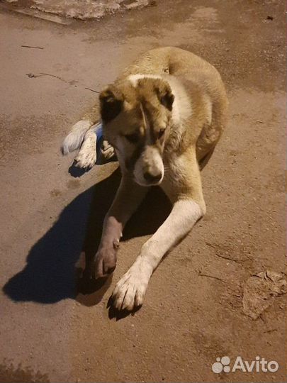 Собака алабай