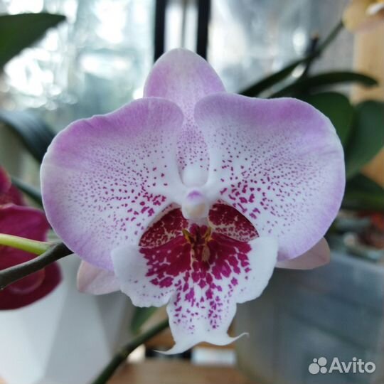 Орхидея фаленопсис