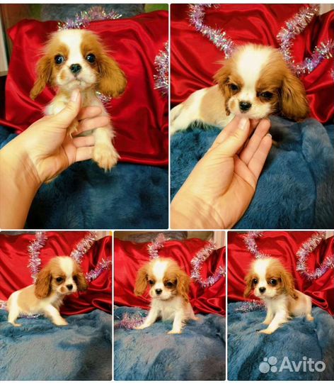 Кавалеры мини ждут хозяина