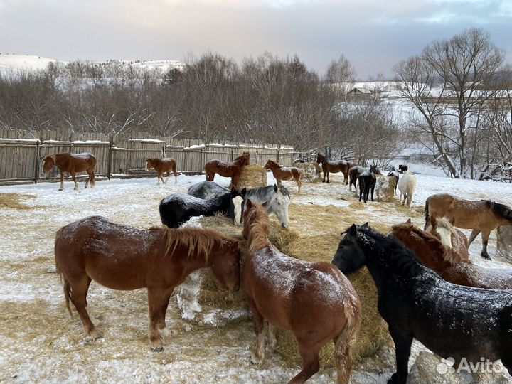Продам лошадей