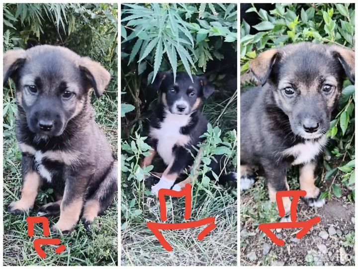 Щенки девочки