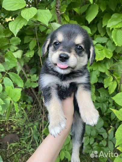 Щеночки в добрые руки