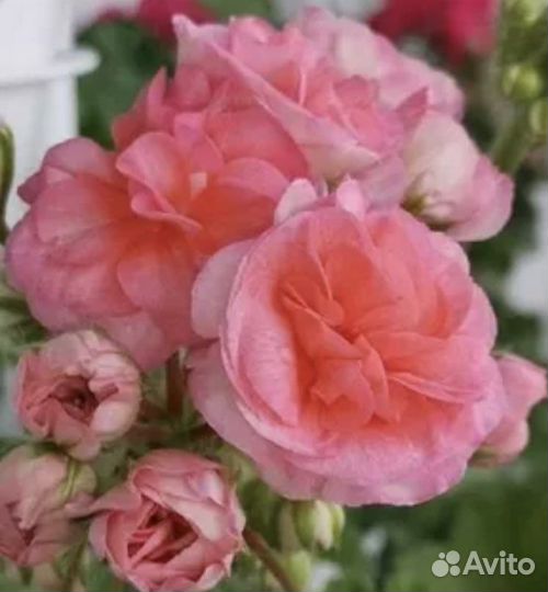 Пеларгония