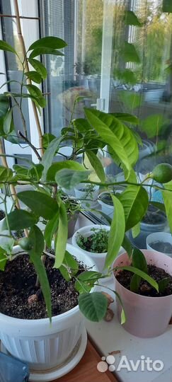 Мандарин с плодами