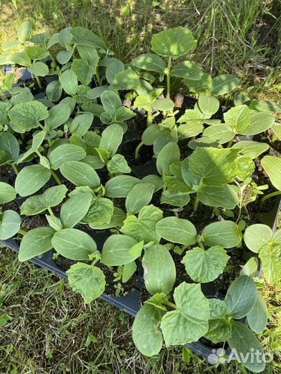 Рассада огурцов