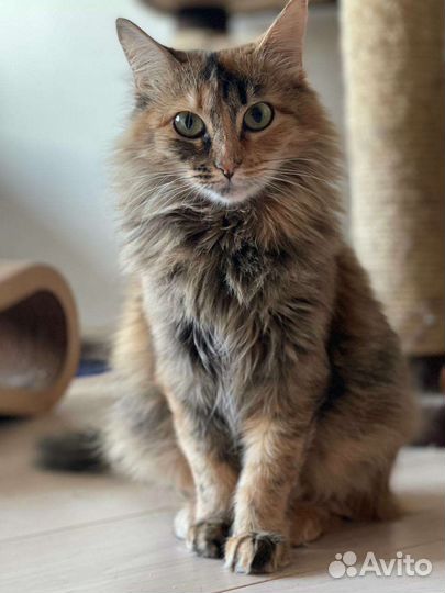 Кошка 2 года