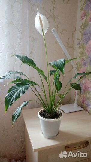 Спатифиллум