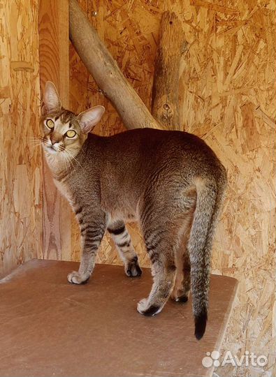 Котенок Каракет Ф3